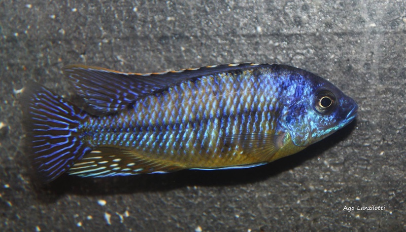 Protomelas sp. 'steveni imperial' Likoma Island